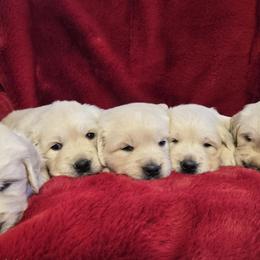 Isla - Light golden female Golden Retriever puppy in Pembroke, Virginia from Springhouse Farms