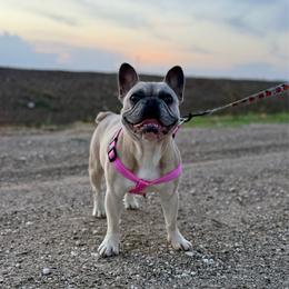 Mylee Elena - French Bulldog