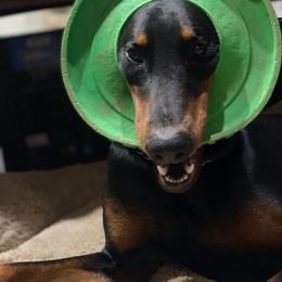 Doberman Pinscher All Grown Up from Morgan Doberman Kennel
