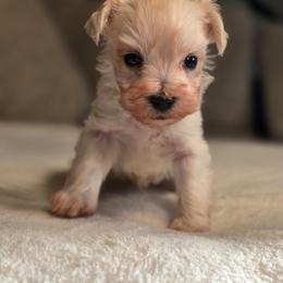 Gunner - White male Miniature Schnauzer puppy in Magalia, California from NorCal Schnauzers