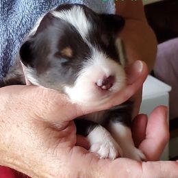 Shetland Sheepdog Puppies from Hawks Acres Shetland Sheepdogs