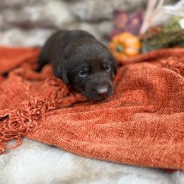 Cider - Chocolate male Labrador Retriever puppy in Sweet Home, Oregon from Knotty Creek Labradors