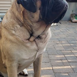 Mastiffs from Dahl Mastiffs