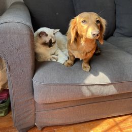 Gam - Dachshund