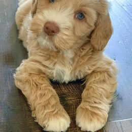 Australian Labradoodle Puppies from Integrity Labradoodles