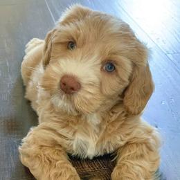 Australian Labradoodle Puppies from Integrity Labradoodles