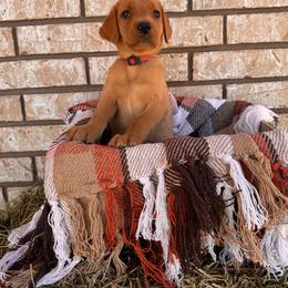 Queen - Yellow female Labrador Retriever puppy in Melrose, New Mexico from ECMO Farm Dalmatians & Labrador Retrievers