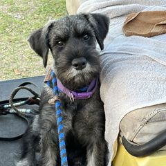 Girl 3 - Pepper and salt Standard Schnauzer puppy in Summerfeld, Florida from Amazing Standard Schnauzers