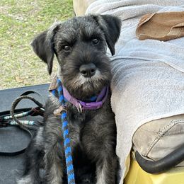 Girl 3 - Pepper and salt Standard Schnauzer puppy in Summerfeld, Florida from Amazing Standard Schnauzers
