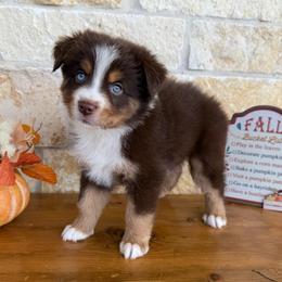 Wynonna - Red tri female Miniature Australian Shepherd puppy in Midway, Texas from L Bar W Aussie Ranch
