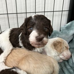 Girl 2 Not sure which girl is available yet - Parti female Goldendoodle puppy in Peoria, Arizona from Az Adorable Doodles