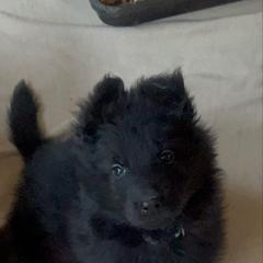 Blue collar - Black male German Shepherd puppy in Pickens, South Carolina from Von Maqqedah Haus German Shepherds