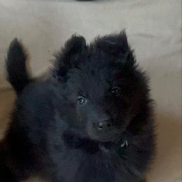Blue collar - Black male German Shepherd puppy in Pickens, South Carolina from Von Maqqedah Haus German Shepherds