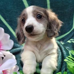 Parsley - Dapple female Dachshund puppy in Pocasset, Massachusetts from Dachs of the Bay