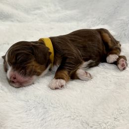 Girl 2 - female Cocker Spaniel puppy in Inman, South Carolina from Dees Cockers, LLC