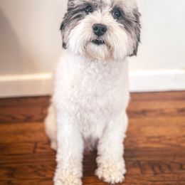 Jasmine - Sheepadoodle