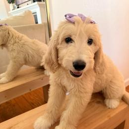 Sophie - Cream female Goldendoodle puppy in Sacramento, California from GoldenDoodle Love