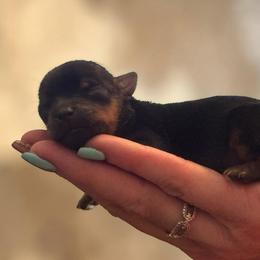 Fin - Black and tan male Yorkshire Terrier puppy in Delta, Colorado from SATA Kennels