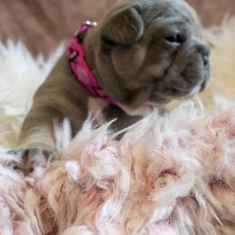 French Bulldog Puppies from NC French Kiss-A-Bulls