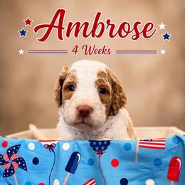 Ambrose - Parti male Goldendoodle puppy in Rocky Point, North Carolina from CelticDoods