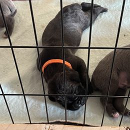 Boy 2 - Cane Corso puppy in North Tazewell, Virginia from Banner’s Legacy Cane Corso