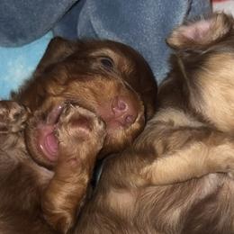 Dachshunds from Aaron Crowe