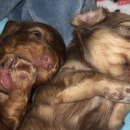 Dachshunds from Aaron Crowe