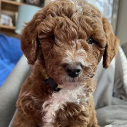 Goldendoodle Puppies from Celebrity Doodles MO