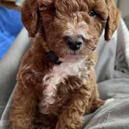 Goldendoodle Puppies from Celebrity Doodles MO
