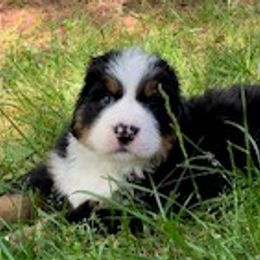 Hera - Black rust and white Bernese Mountain Dog puppy in Raleigh, North Carolina from Blue Ridge Mountains - Bernese Mountain Dog Pups