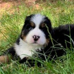 Hera - Black rust and white Bernese Mountain Dog puppy in Raleigh, North Carolina from Blue Ridge Mountains - Bernese Mountain Dog Pups