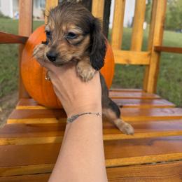 Autumn - Cream female Dachshund puppy in Dawson, Alabama from Bells Dashing Dachshunds