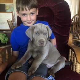 Labrador Retriever Puppies from Silver Platter Chocolate Labs