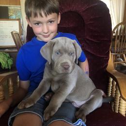 Labrador Retriever Puppies from Silver Platter Chocolate Labs