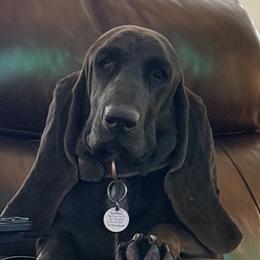 Basset Hounds from Deez Bassets
