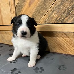 Bradley - Black and white male Border Collie puppy in Chattanooga, Tennessee from Ross Vegas Kennels