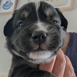 Honey - Black tri female Miniature Australian Shepherd puppy in Crockett, Texas from Pleasant Grove Aussies