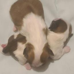 Girl 2 - Sable and white female Shih Tzu puppy in Belleville, Michigan from Patricia's Heavenly Earth Angels