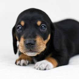 Flint - Blue and tan Dachshund puppy in Fredonia, Arizona from Kaibab Dachshunds