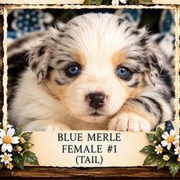 Lyra - Blue merle female Miniature American Shepherd puppy in Plant City, Florida from Osborne & Stormborn FL Kennels