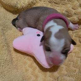 AKC Pink Star - Red female Pembroke Welsh Corgi puppy in Summerfield, Florida from Promise Land Farm