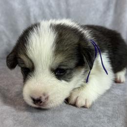 Purple Collar Female - Black and tan female Pembroke Welsh Corgi puppy in Victoria, Texas from Clear Creek Corgis