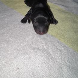 Jessie - Black and tan female Dachshund puppy in Hilliard, Florida from Wiggle Weens