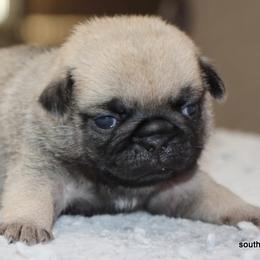 Panko - Fawn male Pug puppy in Winnsboro, Texas from Southern pugs