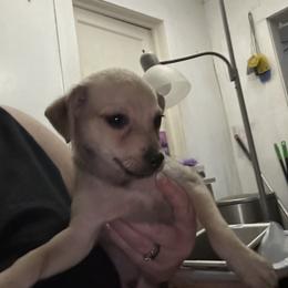 Chihuahua and Poodle Puppies from Garrett’s Chihuahuas and Poodles