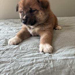 Rocky - Red male Shiba Inu puppy in Monett, Missouri from Happy Tails Shiba Inus