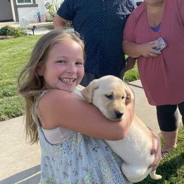 Labrador Retriever Puppies from Holly and Handsome