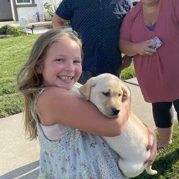 Labrador Retriever Puppies from Holly and Handsome