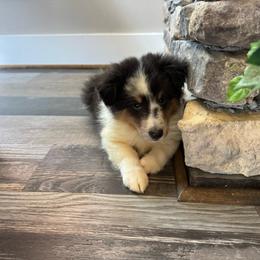 Aspen's Boy 1 - Blue merle white and tan male Shetland Sheepdog puppy in Shirley, Arkansas from Lucky Pups