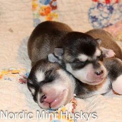 Boy 1 - Black and white male Alaskan Klee Kai puppy in Klamath Falls, Oregon from Nordic Mini Huskys